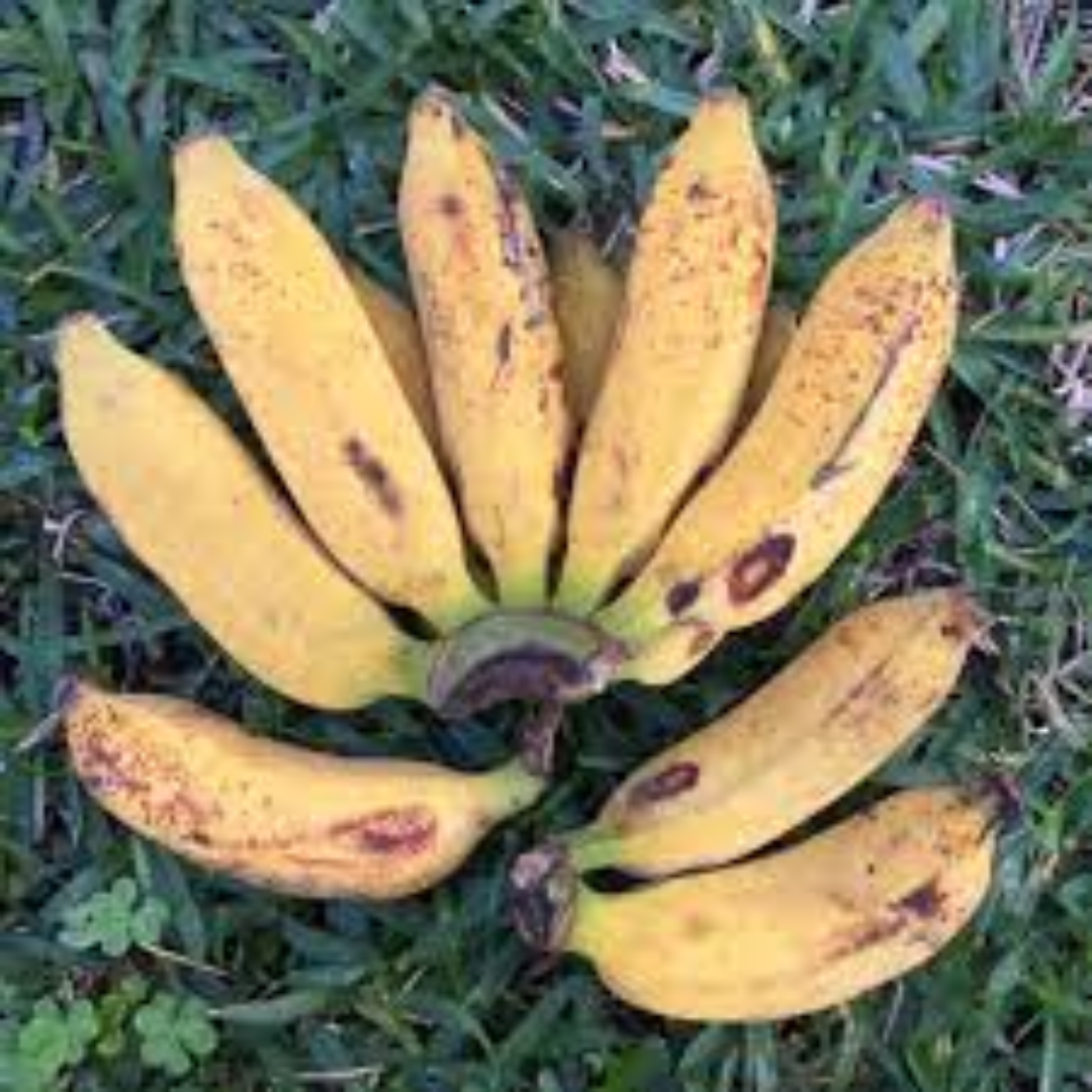 Pisang Raja Bananas for Sweet Flavor and Export Quality