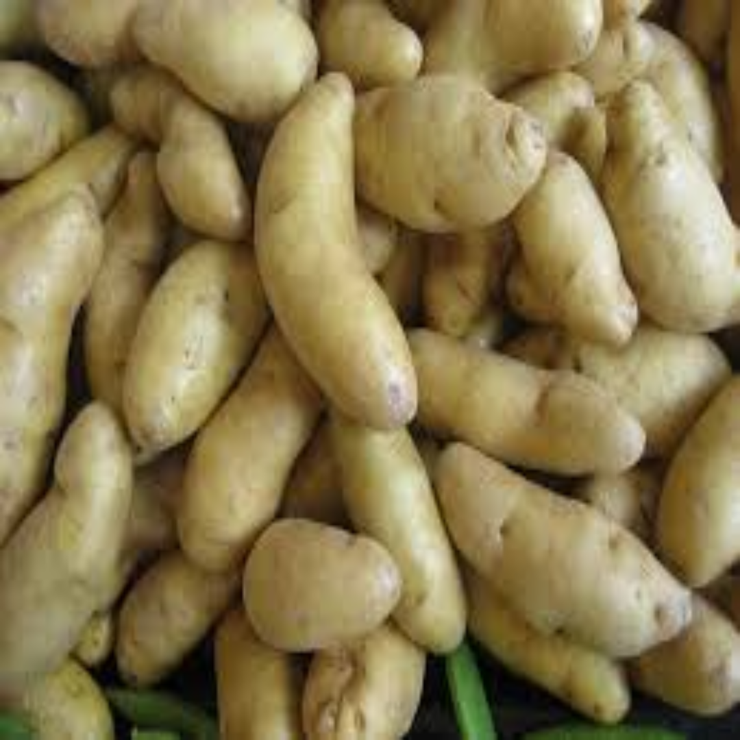 Fresh Fingerling Potato Premium Quality Farm Fresh Small Gourmet Potatoes for Cooking and Roasting