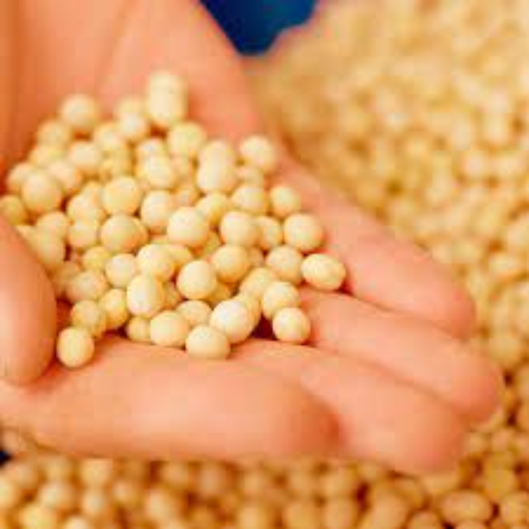 Whole Yellow Peas Distributor For Protein Rich Food