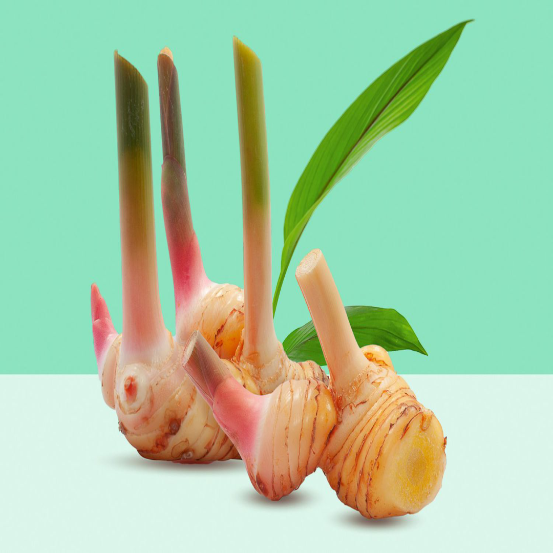 Premium Galangal Ginger for Authentic Flavor and Cooking