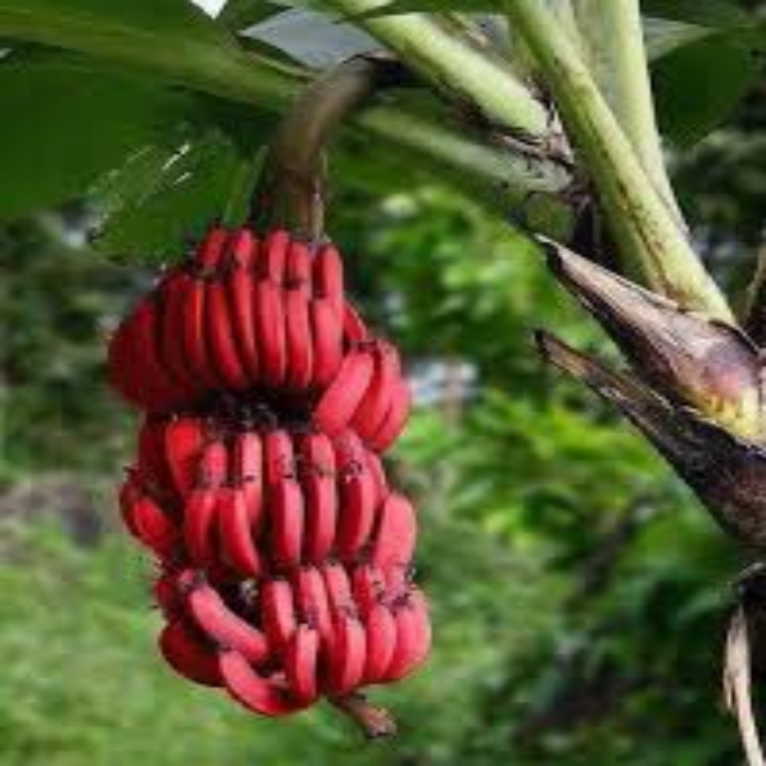 Red Banana Wholesale For Sweet Nutritious Flavor