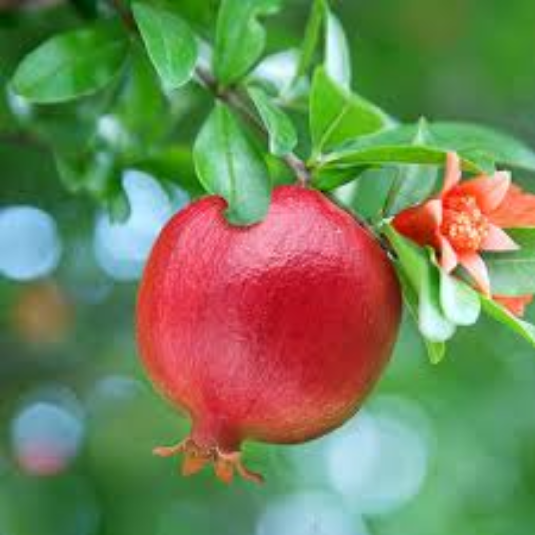 Dwarf Pomegranates Compact Plant Variety Ideal for Home Garden and Small Spaces