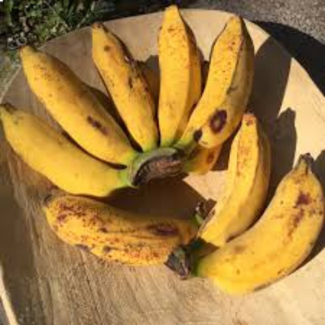 Pisang Raja Banana for Fresh Produce Export Markets