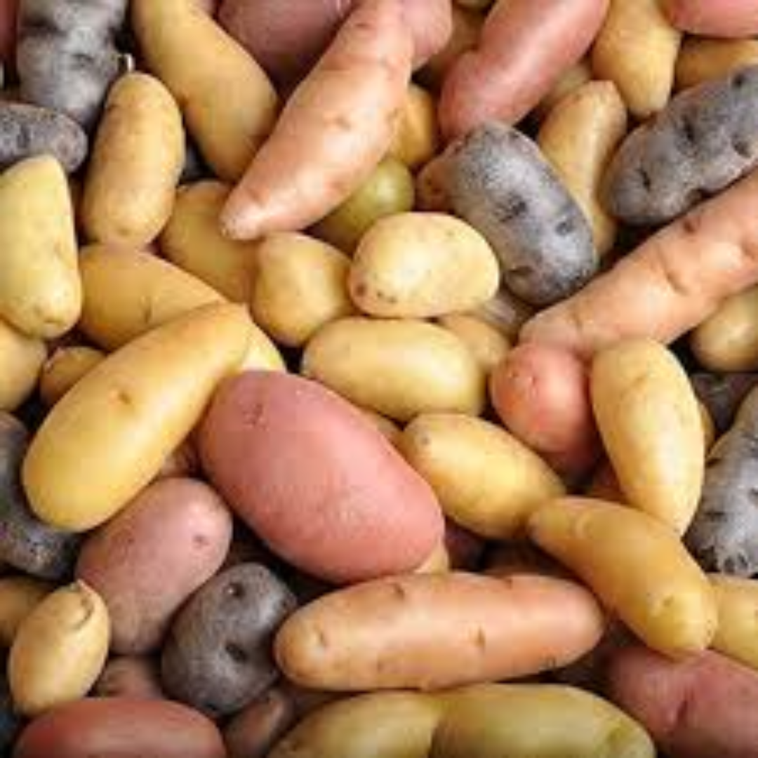 Fingerling Potatoes for Gourmet Export and Retail Supply