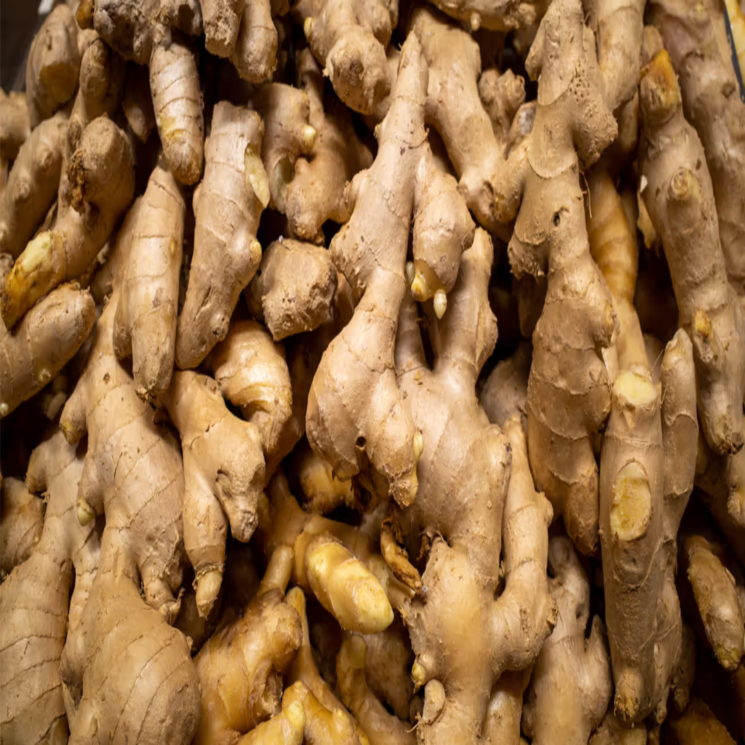 Common Ginger for Worldwide Distribution and Food Industry