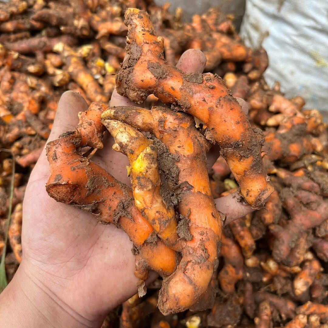 Fresh Turmeric Rhizomes Curcuma Longa Premium Export Grade High Curcumin Bulk Supply