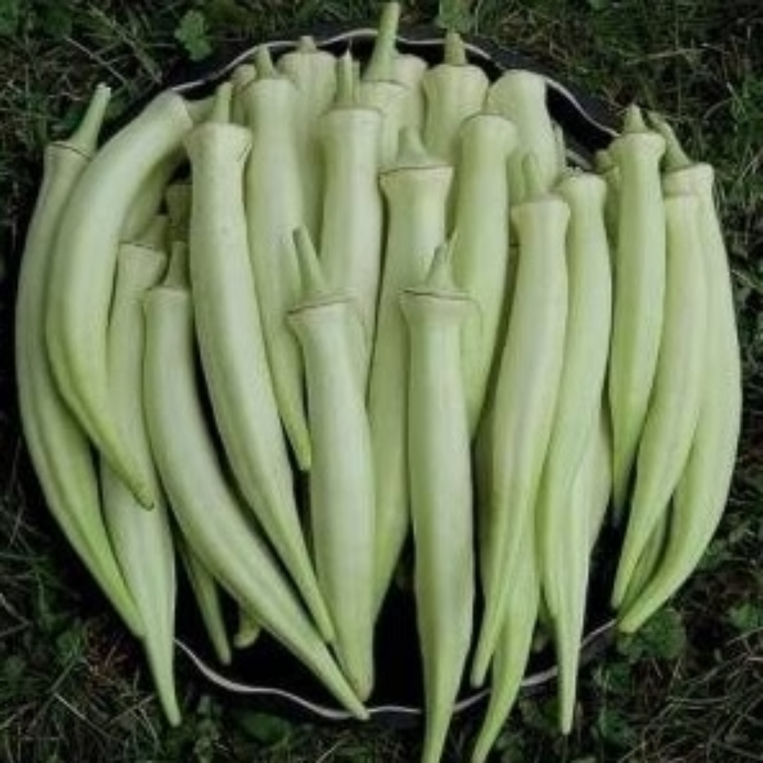 White Okra Lady Finger for Farm Export and Fresh Supply