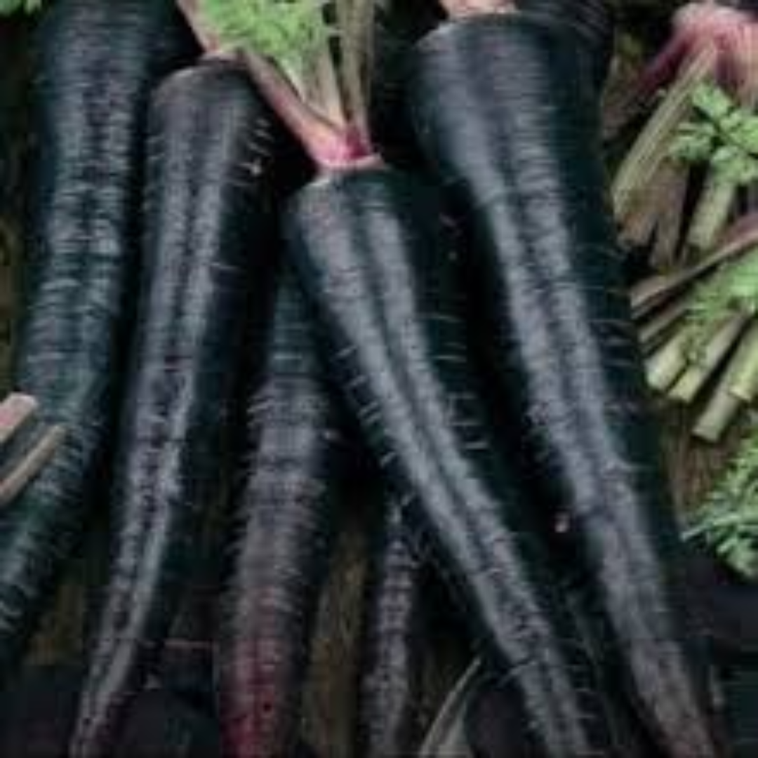 Black Carrots for Nutritional Export and Global Produce Demand