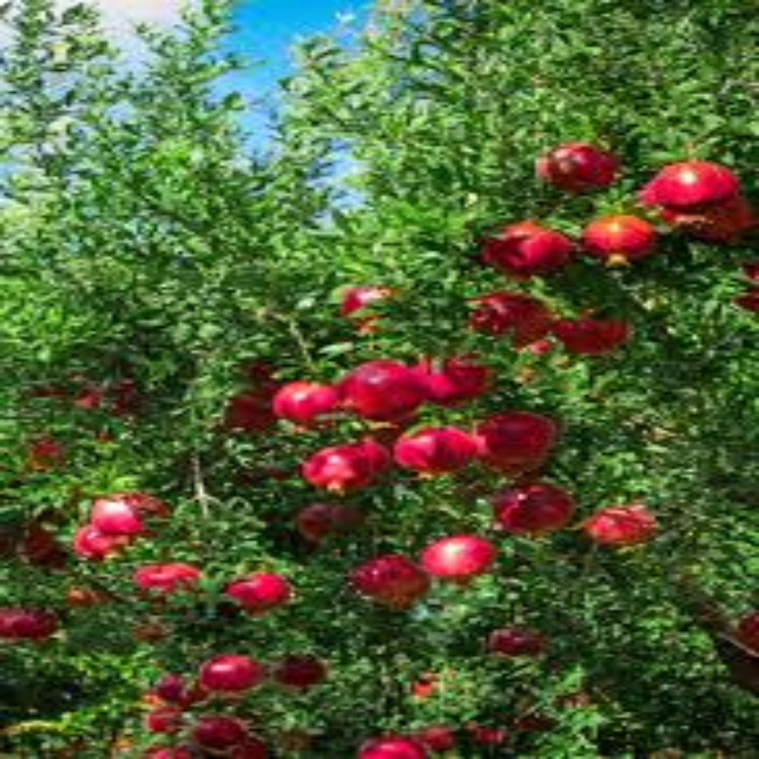 Dwarf Pomegranates for Niche Export and Specialty Buyers