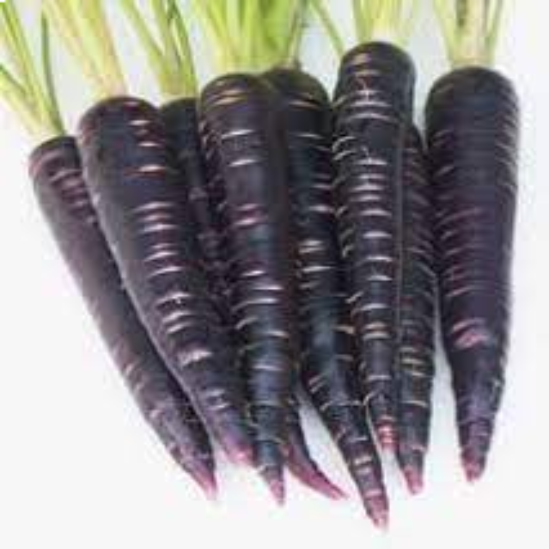 Fresh Black Carrots Supplier for Nutrient-Rich Produce