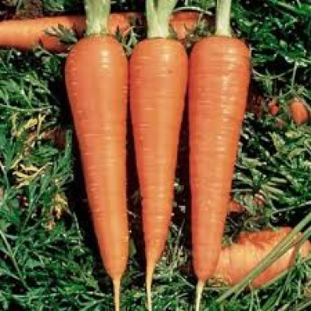 Danvers Carrots for Commercial Farming and Overseas Supply