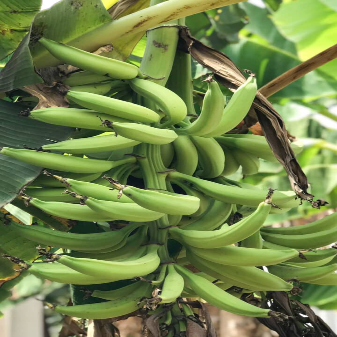 Plantain Banana Distributor For Sweet Snack