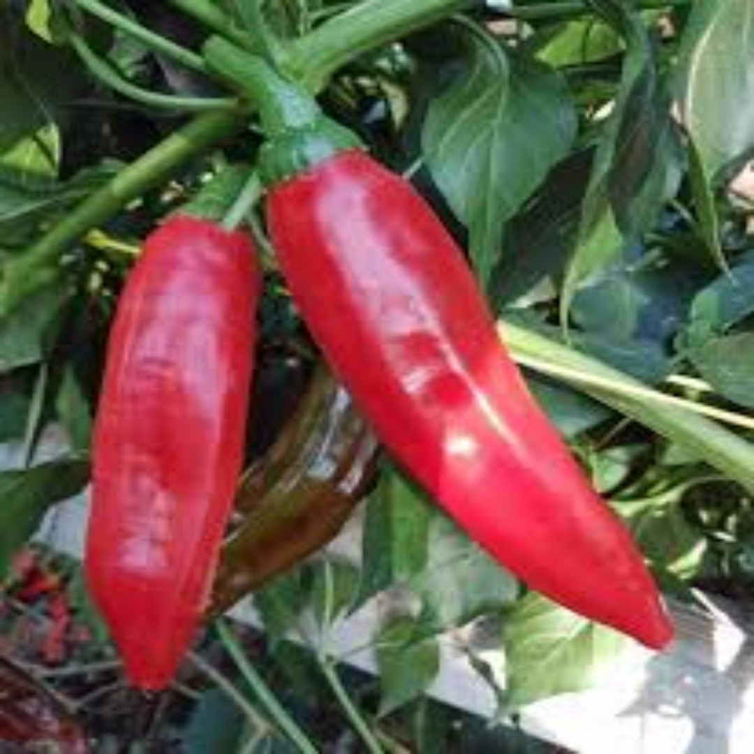 Guajillo Red Chilli Dried Mild Heat Rich Color Perfect for Mexican Sauces and Marinades