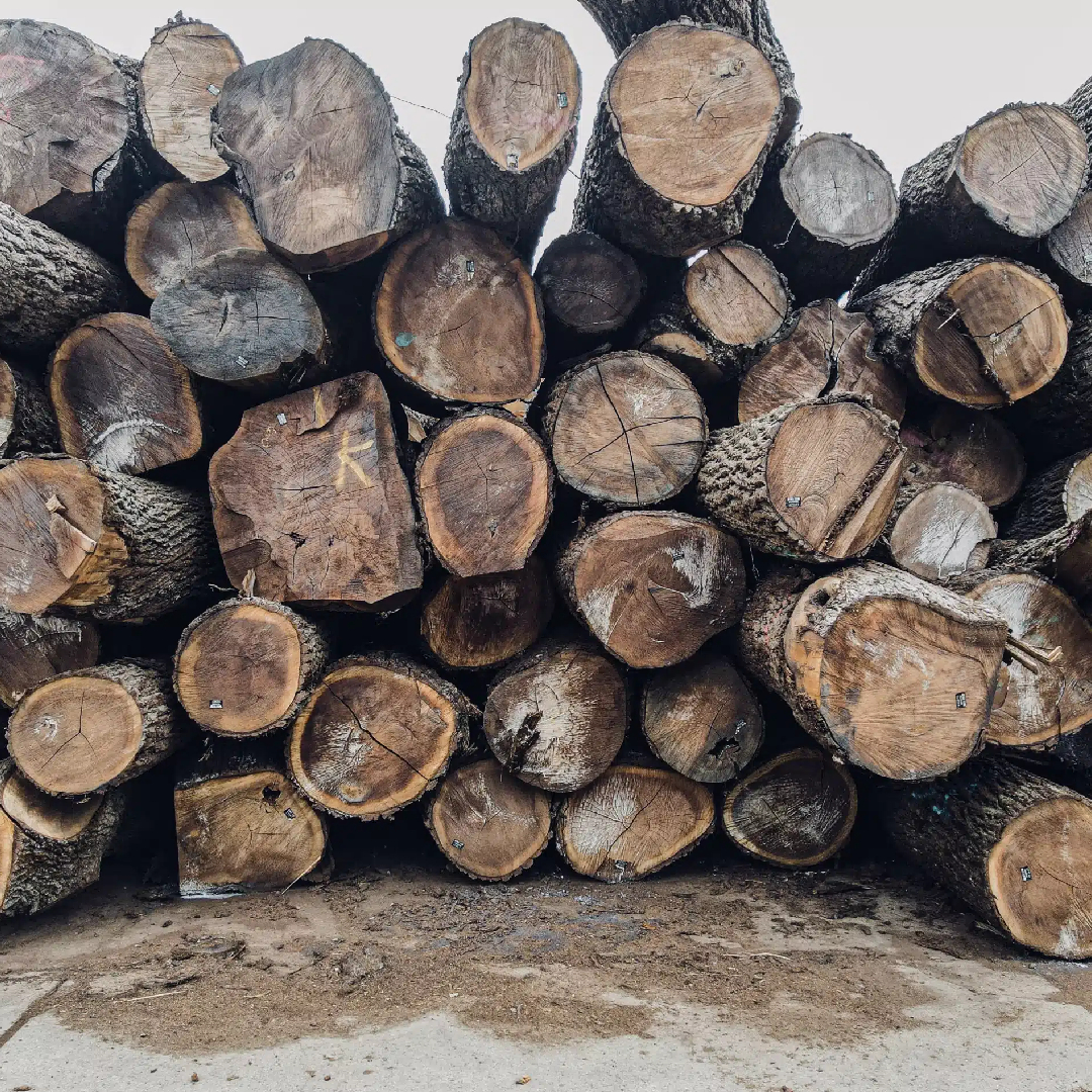 6 Feet Sal Wood – Wholesale & Supplier from India