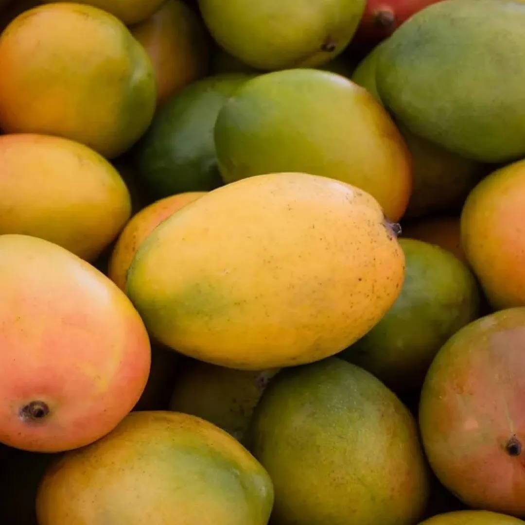 Fresh Mango – Wholesale & Supplier from India