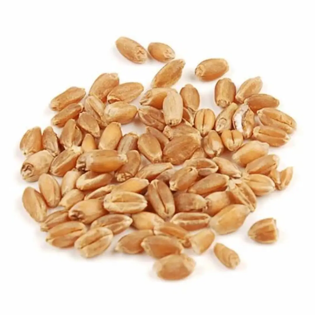 Food Wheat Grains High Protein, Loose Packaging Ideal for Baking & Cooking