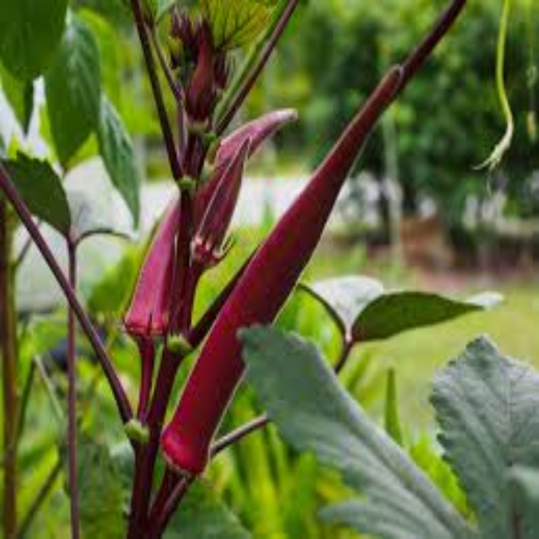 Rose Okra Lady Finger for Fresh Produce Export Supply