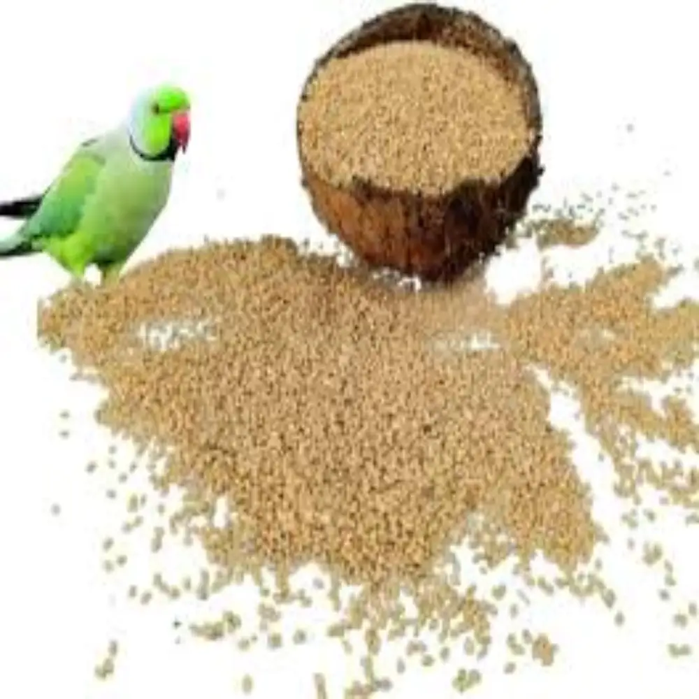 Bird Food