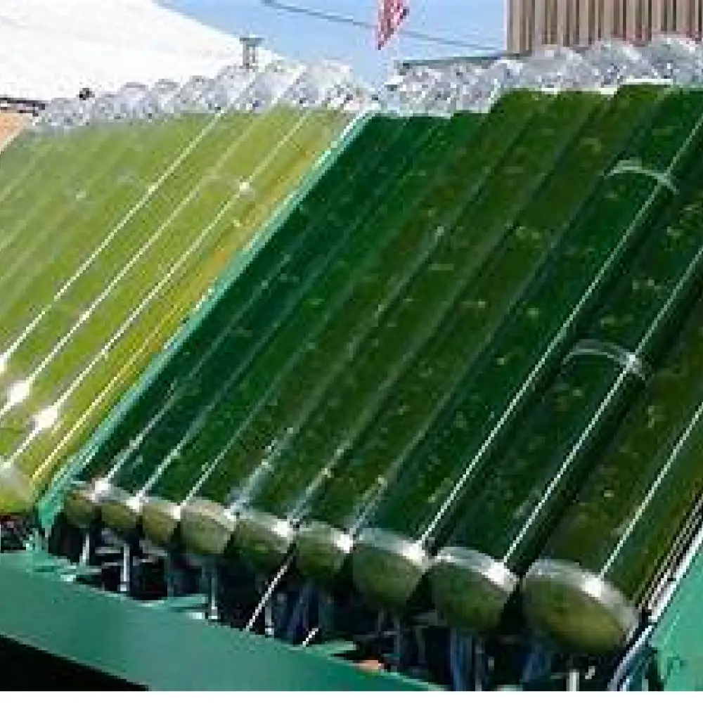 Algae Biofuels