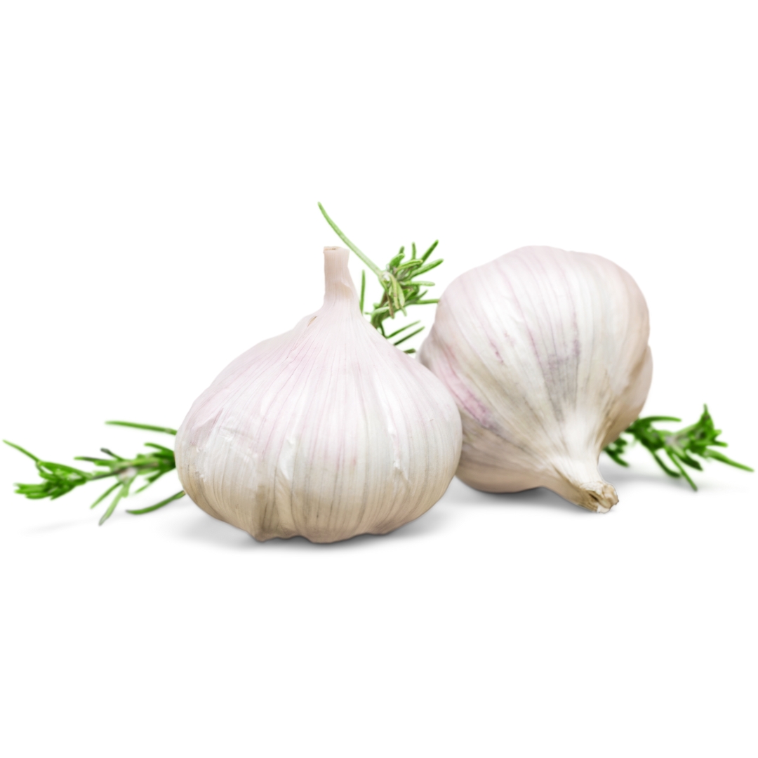 Garlic