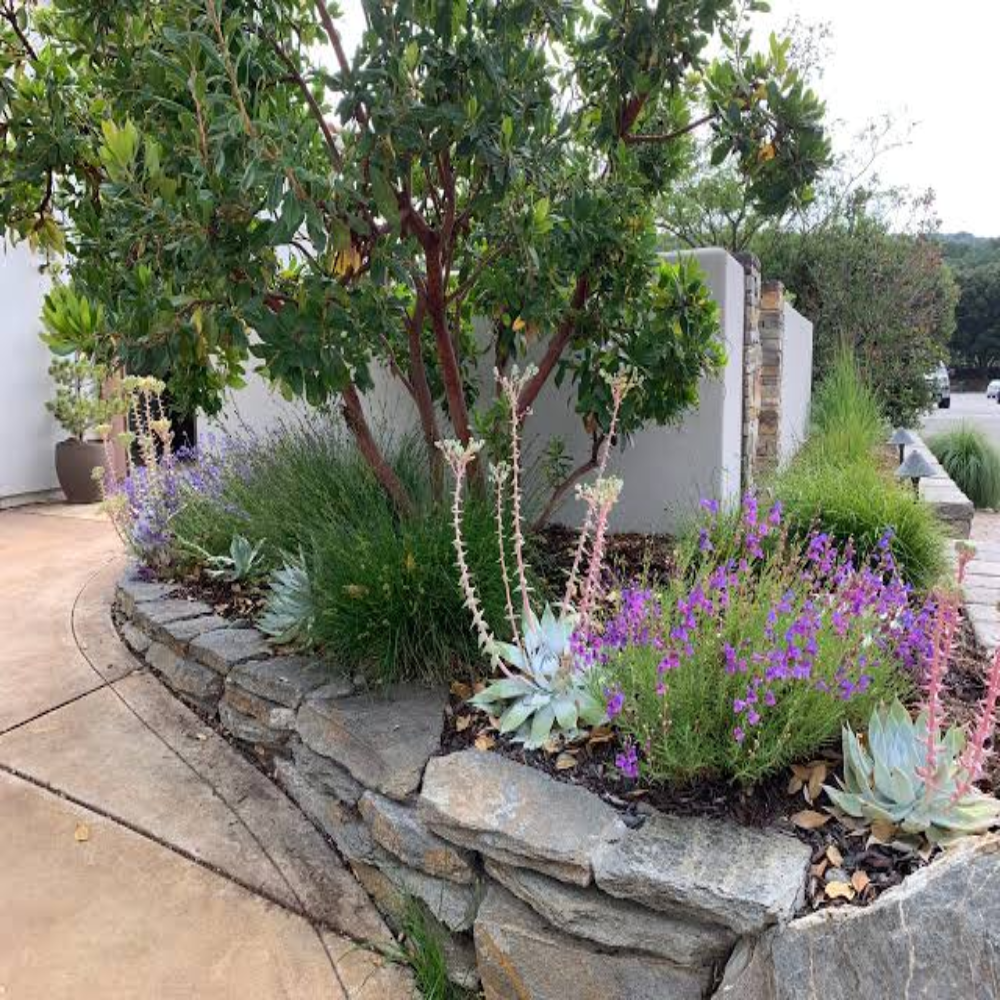 Native Plants Drought Tolerant Landscaping